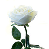���� ���� ��� ����� 65 �� ����� �������������